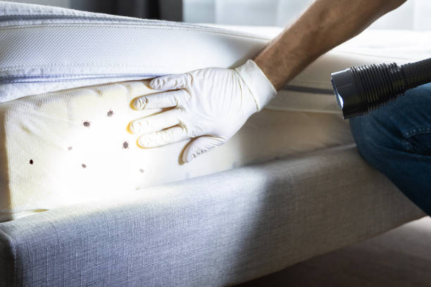 Best Local Pest Control Services  in Trion, GA