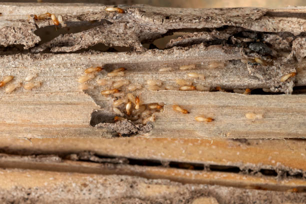 Best Wasp Removal Services  in Trion, GA